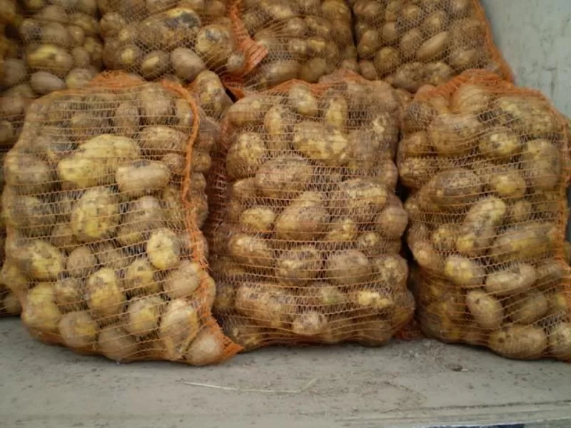 Продается картофель продовольственный