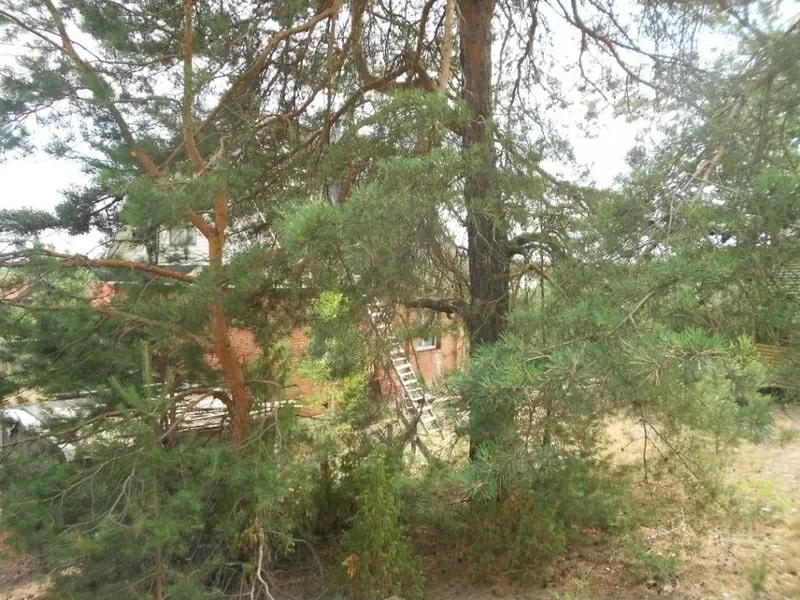 Дом с видом на сосновый лес. 2
